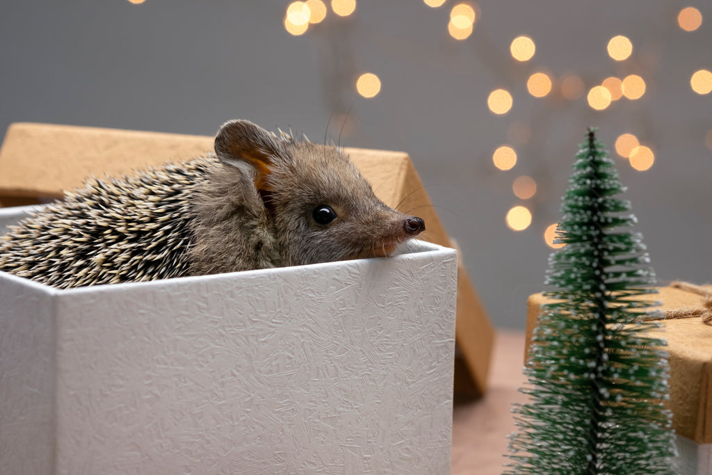 Christmas Gifts For Hedgehog Enthusiasts