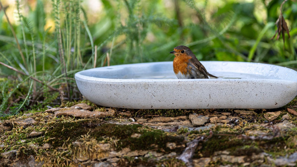Unusual bird baths