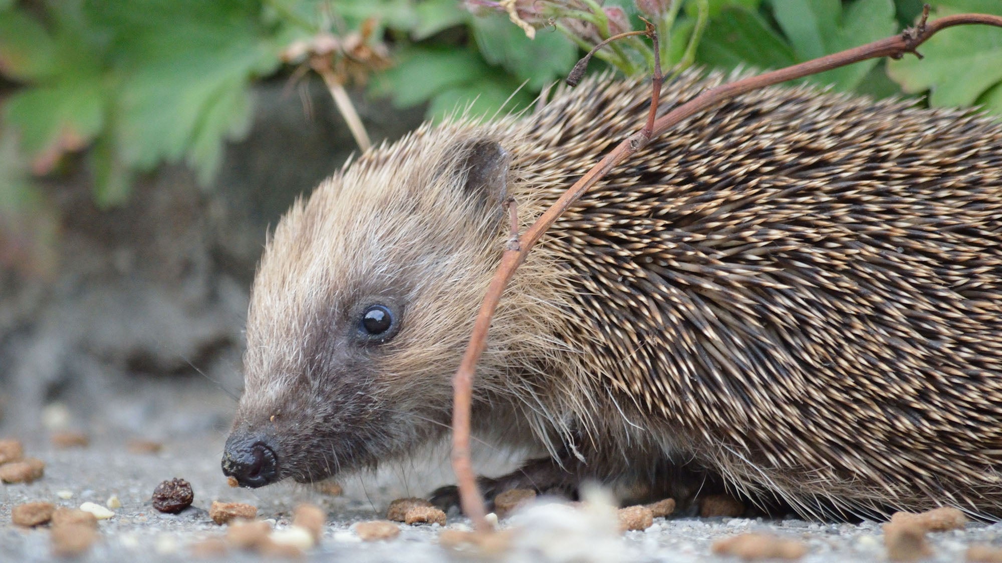 Premium Hedgehog Care Accessories Spring Garden and Home