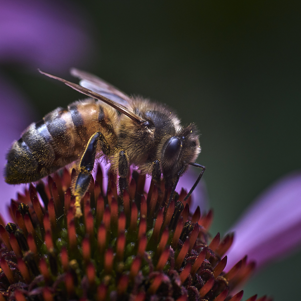 Bee Nest Boxes & Hives