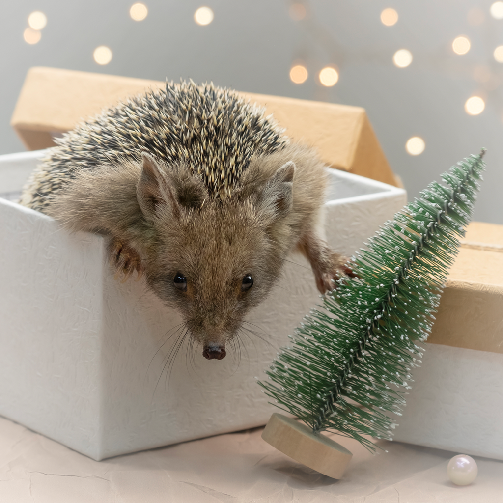 Christmas Gifts For Hedgehog Lovers