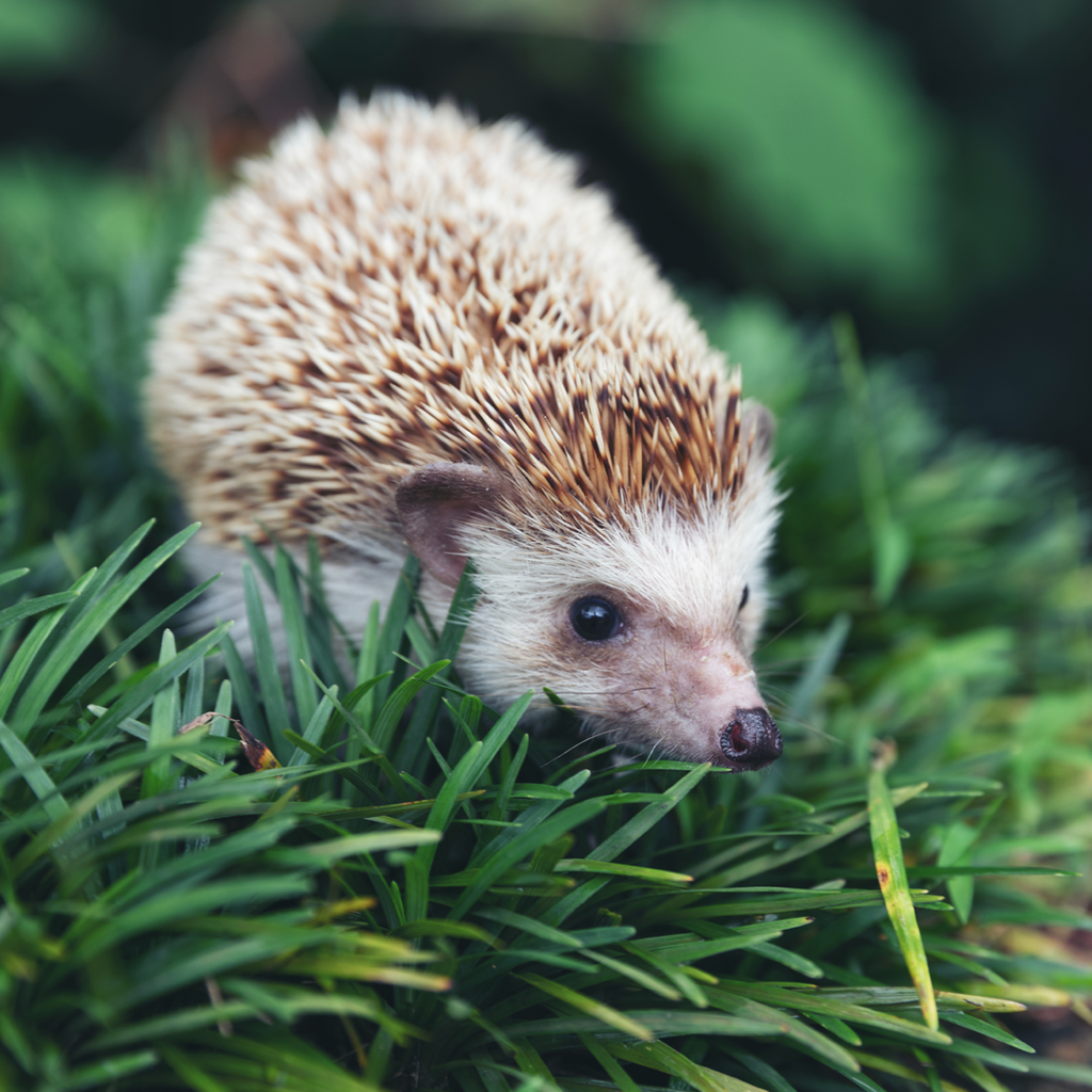 Hedgehog Christmas Gifts