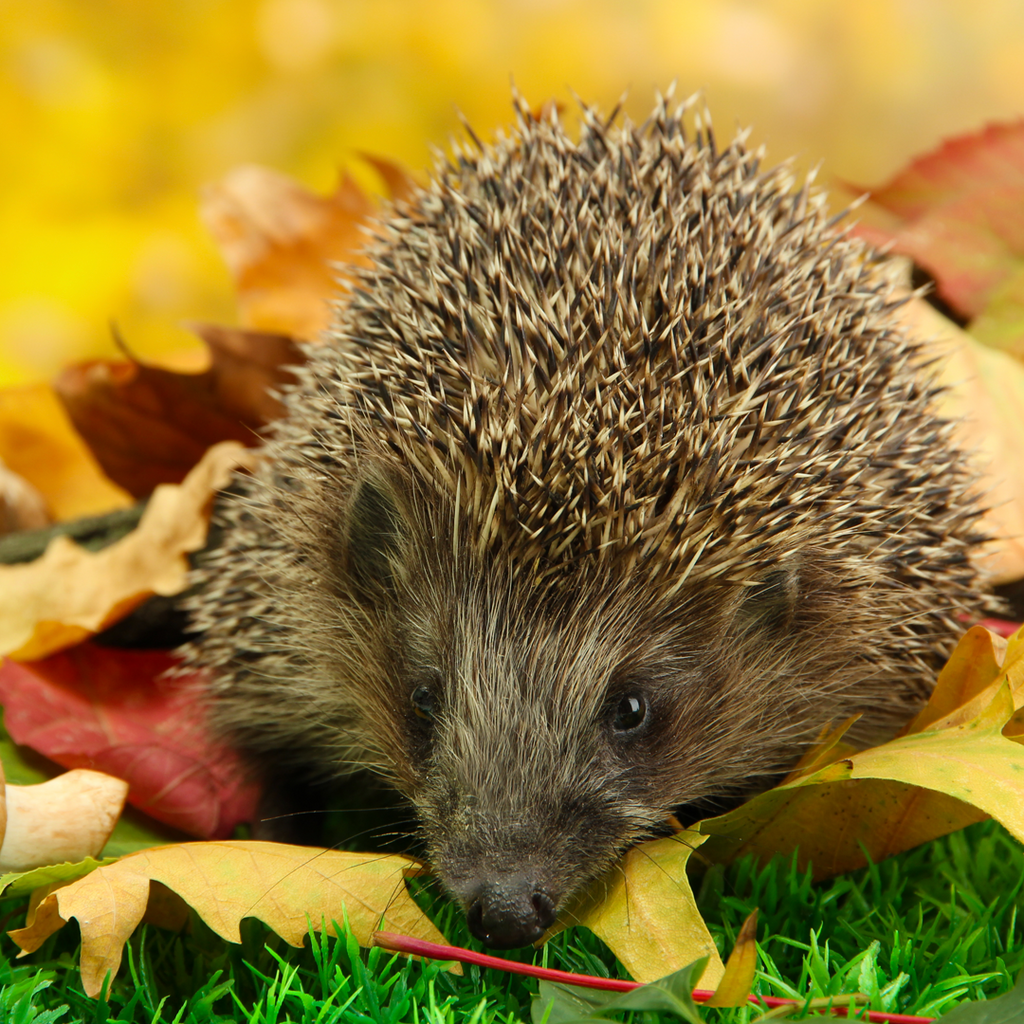 Hedgehog houses for your garden