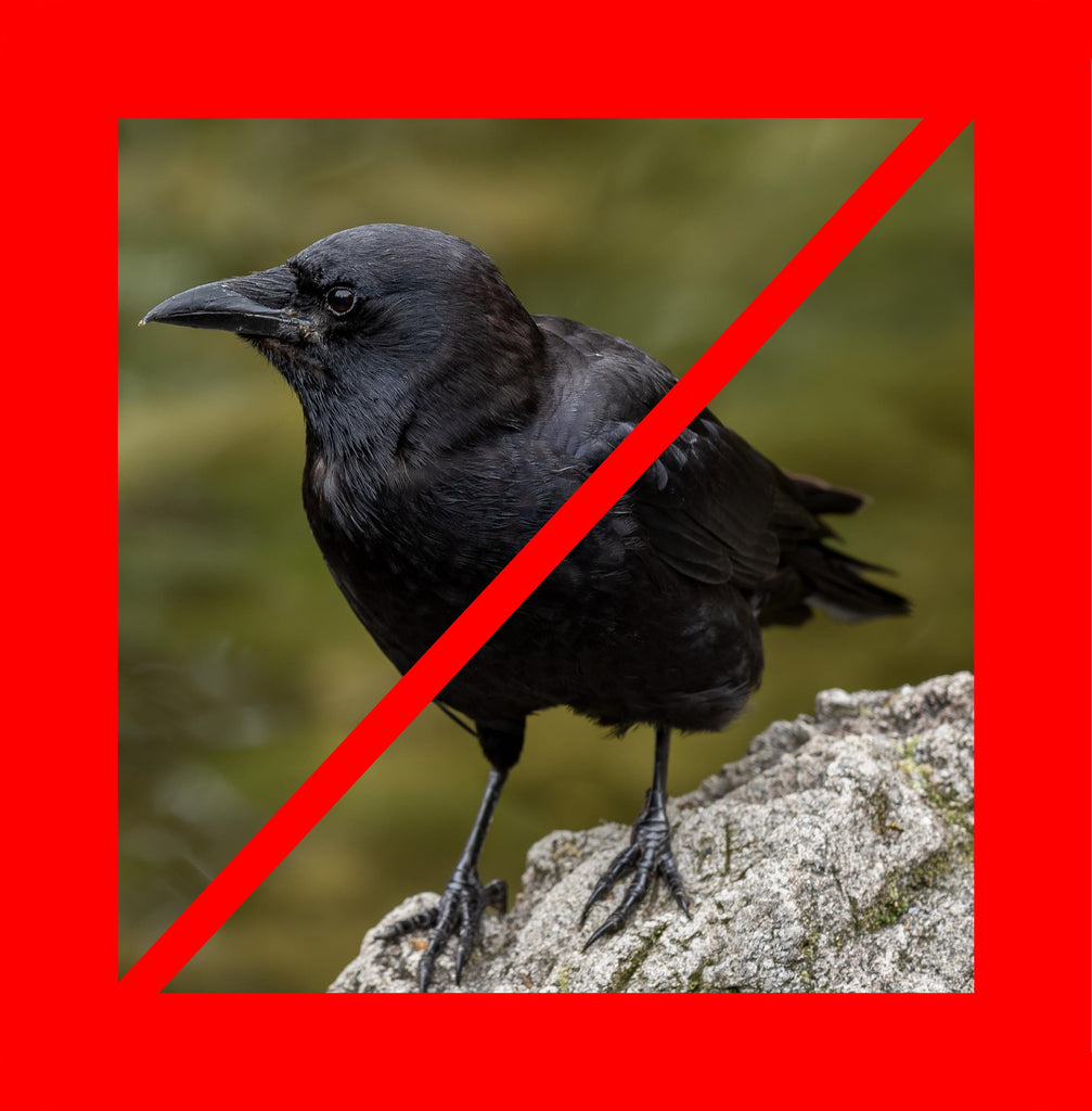 avoid crows with a crow proof bird table