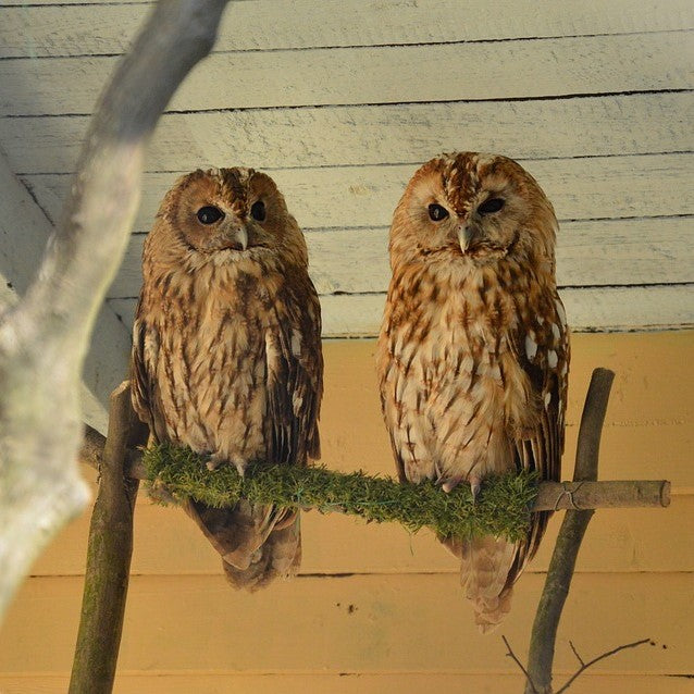 great nesting with our tawny owl box