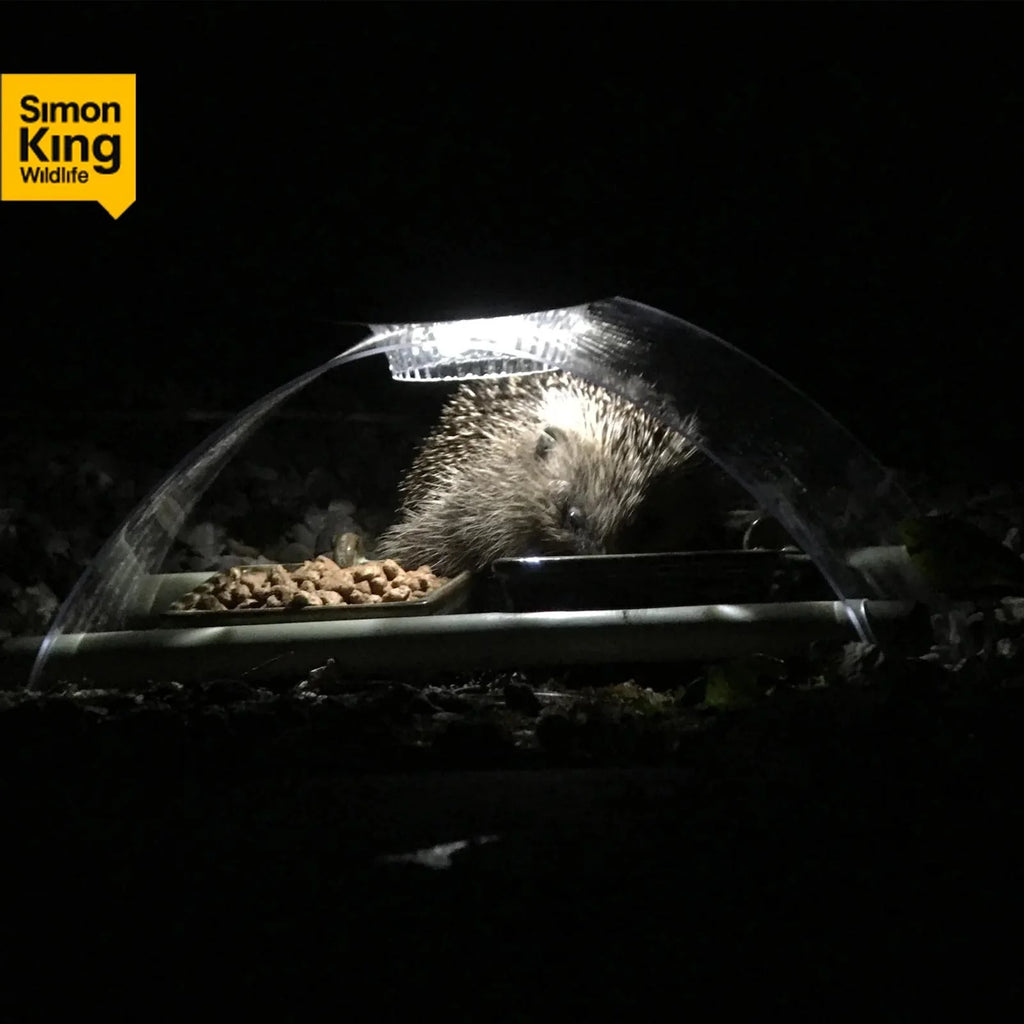 hedgehog night light feeding station