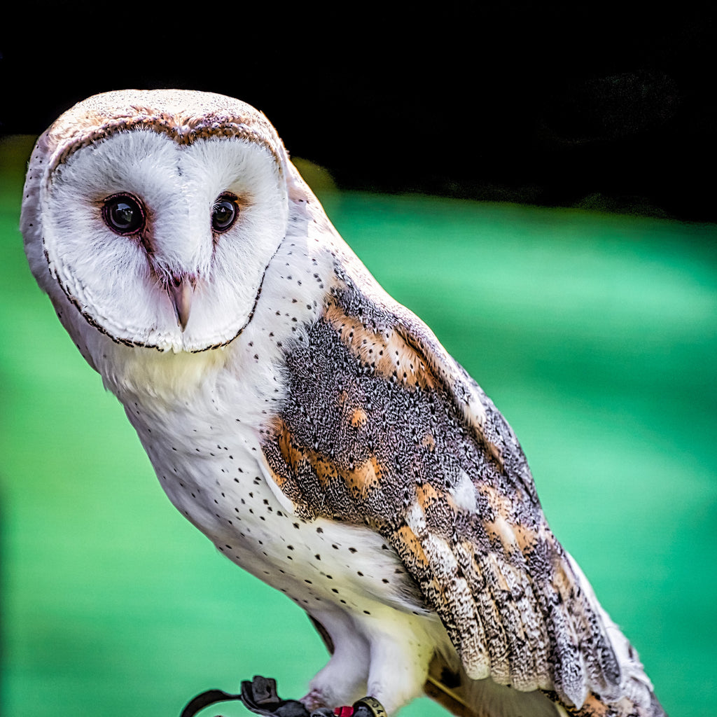 predator proof barn owl box
