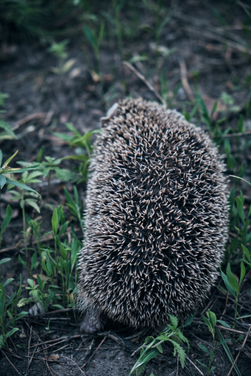 Wild fashion hedgehog care