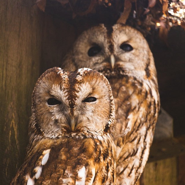 tawny owl nest